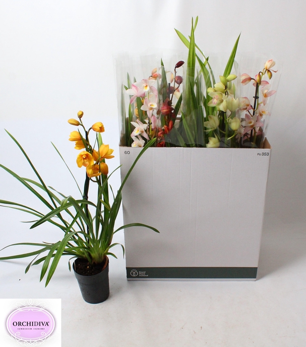 <h4>CYMB GEMENGD</h4>