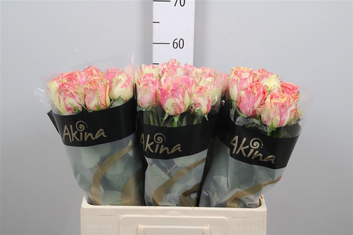 <h4>R Gr Fiesta+</h4>