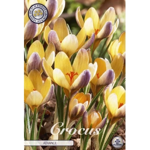 Crocus Chrysanthus Advance X10