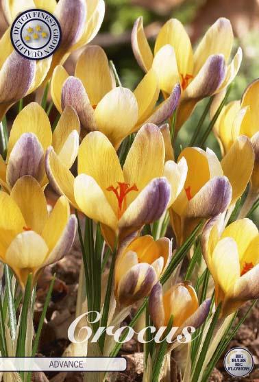 <h4>Crocus Chrysanthus Advance X10</h4>