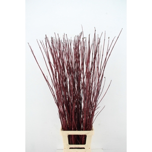 CORNUS ALBA SIBIRICA 120CM