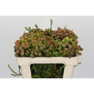 Kaaps Groen Baubles