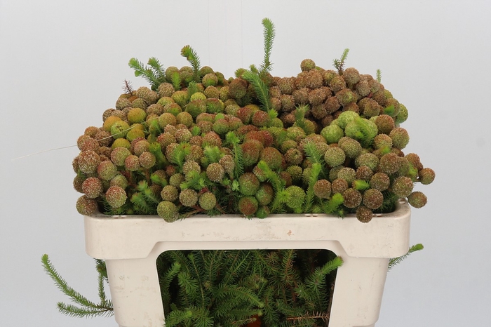 <h4>Kaaps Groen Baubles</h4>