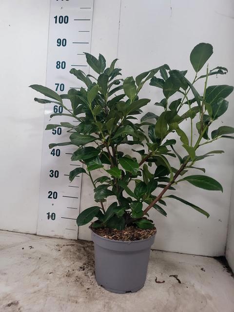 <h4>PRUN LA ROTUNDIFOLIA</h4>