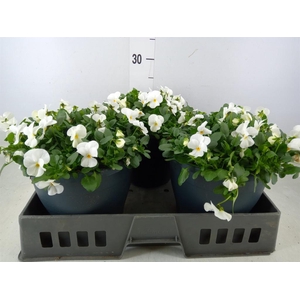 Viola corn. 'Evo Mini White'