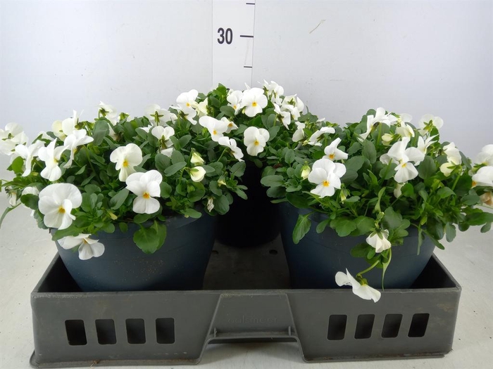<h4>Viola corn. 'Evo Mini White'</h4>