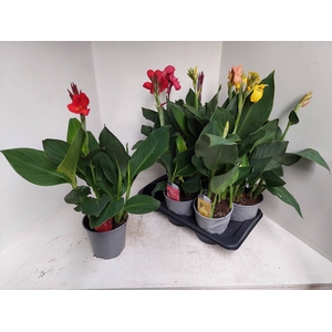 CANNA CANNOVA GEM