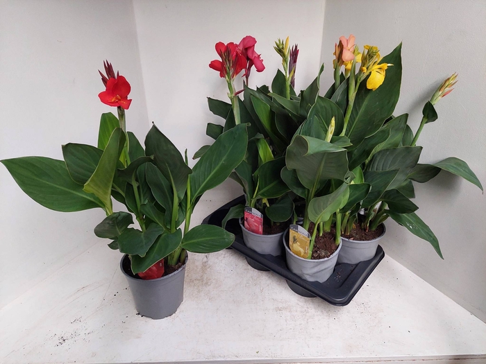 <h4>CANNA CANNOVA GEM</h4>
