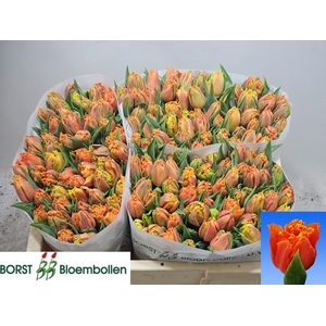 TU FR ORANGE PASSION