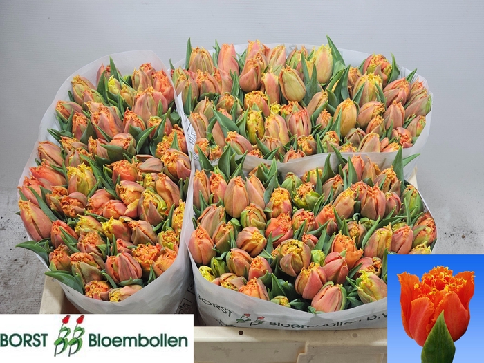 <h4>TU FR ORANGE PASSION</h4>