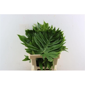 Philodendron Selloum Large