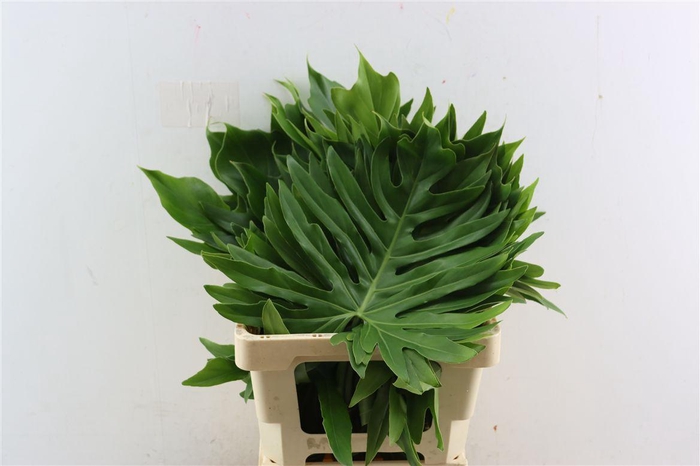 <h4>Philodendron Selloum Large</h4>