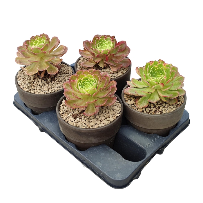 <h4>Aeonium Halloween Keramiek Terracotta</h4>