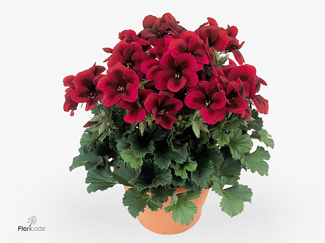 PEL GR REGA CHOCOLAT