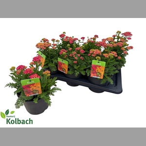 ACHI MILLEFOLIUM