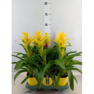 Bromelia   ...mix