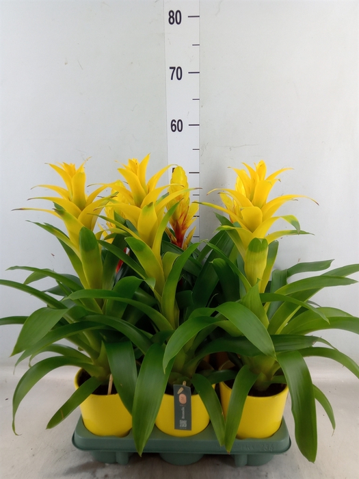 <h4>Bromelia   ...mix</h4>