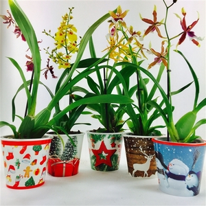 Orchideeën Mix Kerst Coverpot