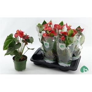 Anthu An Arebo 5+ P17