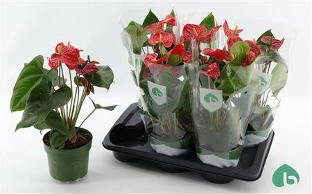 <h4>Anthu An Arebo 5+ P17</h4>