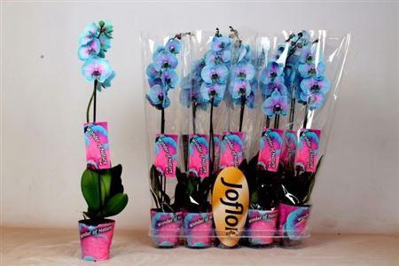 <h4>Phal ** Paint ** Wonder Of Natuyre 1 Branch 8+</h4>