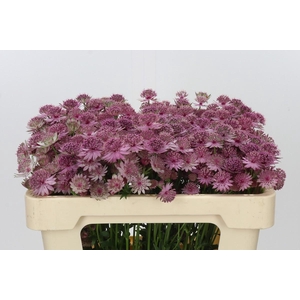Astrantia Pink Sensation