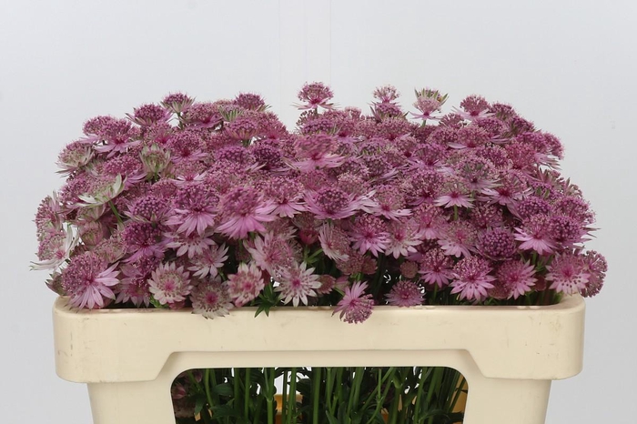 <h4>Astrantia Pink Sensation</h4>