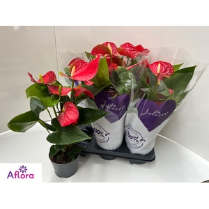 ANTHU AN BAMBINO RED