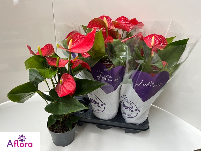 <h4>ANTHU AN BAMBINO RED</h4>