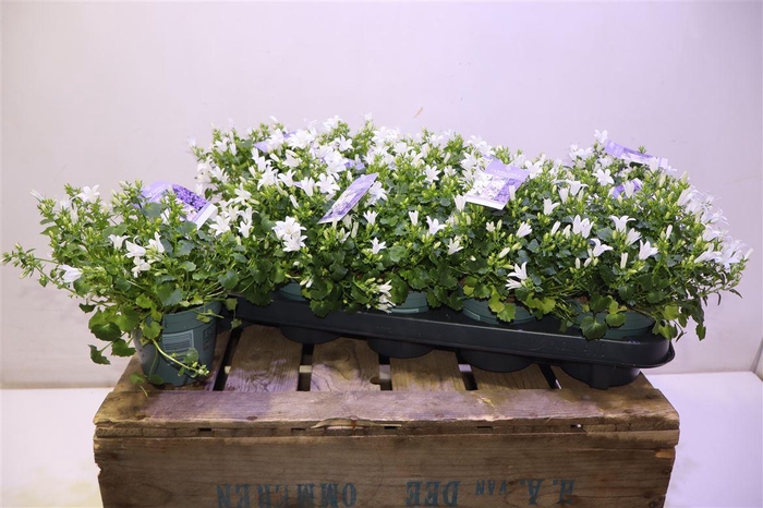 <h4>arr8 Camp Portenschlagian</h4>