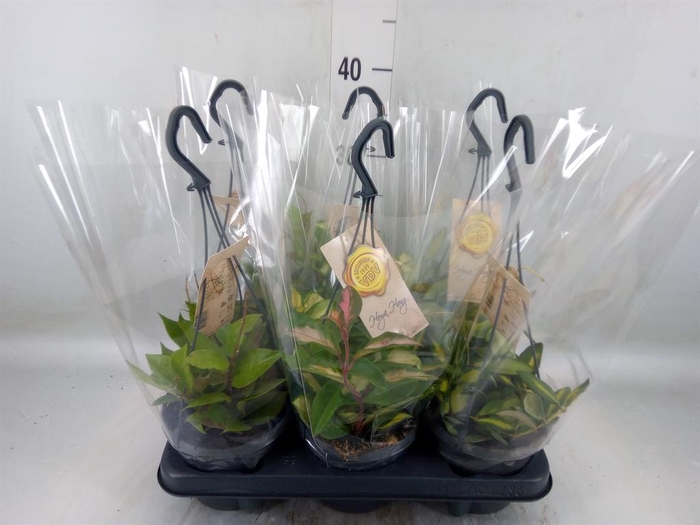 <h4>Hoya ...mix</h4>