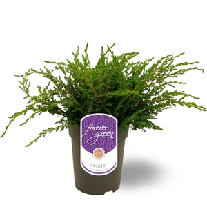 Juniperus communis 'Repanda' P15