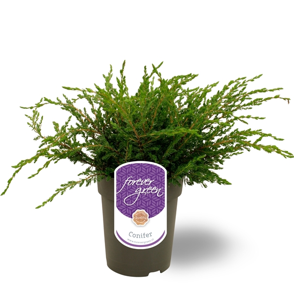 <h4>Juniperus communis 'Repanda' P15</h4>