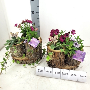 ARR TUINPLANTEN