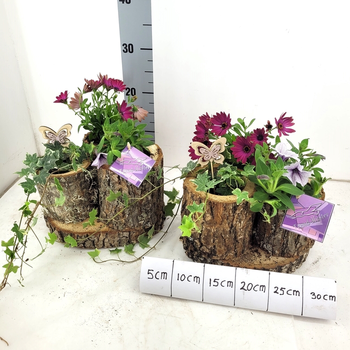 <h4>ARR TUINPLANTEN</h4>