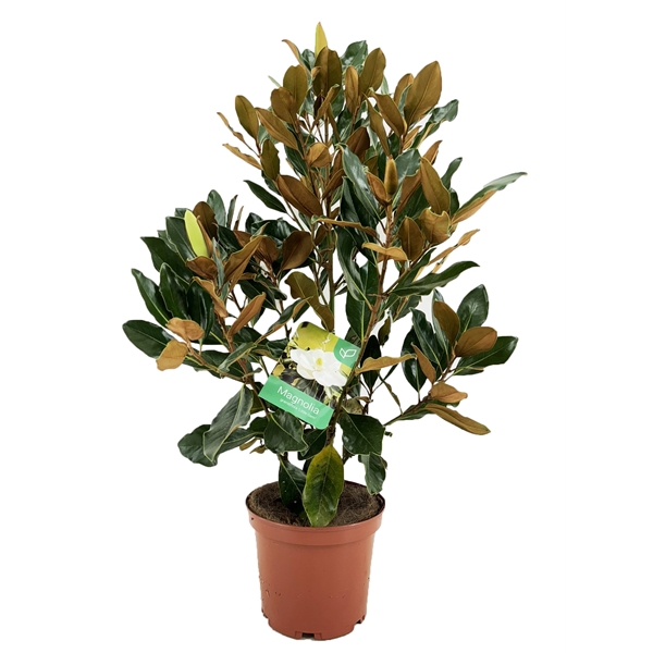 <h4>Magnolia Grandiflora "little gem"</h4>