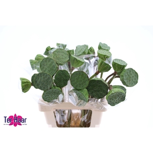 NELUMBO NUCIFERA