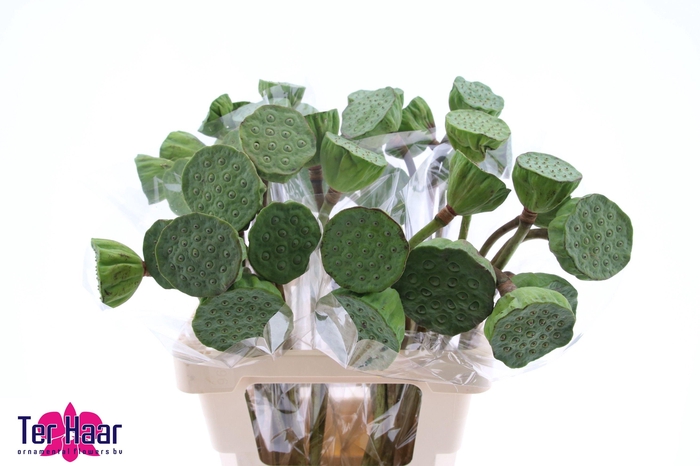 <h4>NELUMBO NUCIFERA</h4>