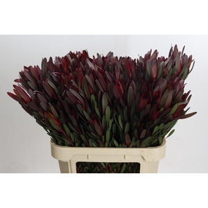 Leucadendron Saf Sunset Dark R.Spray