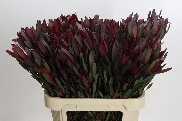 <h4>Leucadendron Saf Sunset Dark R.Spray</h4>