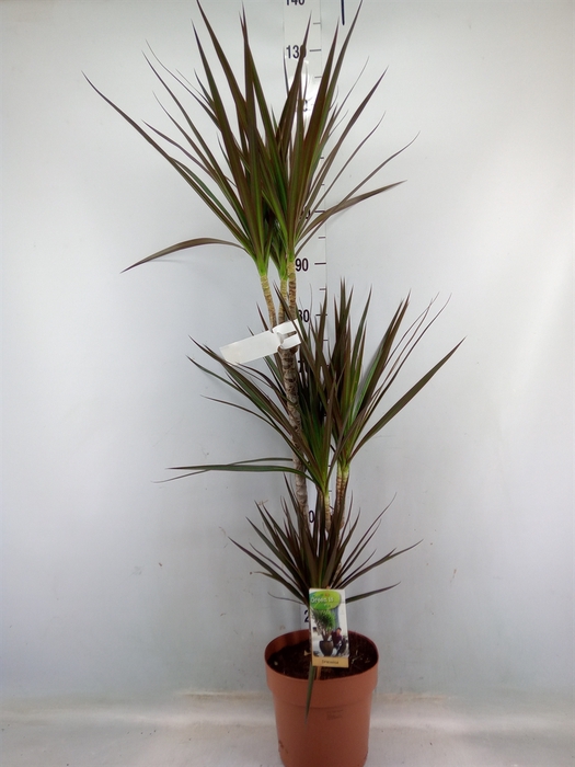 <h4>Dracaena marg. 'Magenta'</h4>