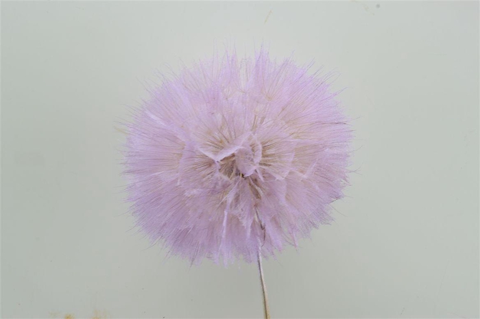 Pres Puste Flower Baby Satin Violet