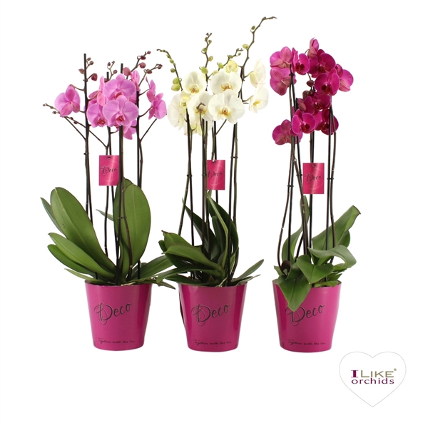 <h4>Deco mix - 3/4 tak</h4>