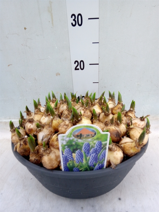 <h4>Muscari  'Big Smile'</h4>