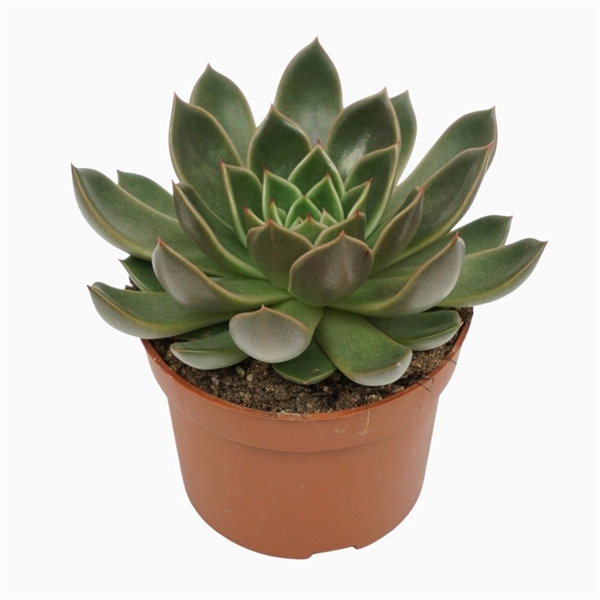 <h4>Echeveria mira 10,5 cm</h4>