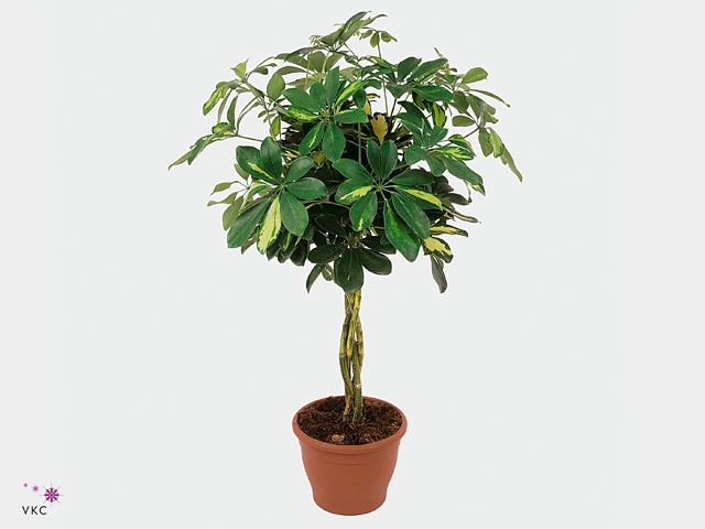 Schefflera Mix Gevlochten Stam