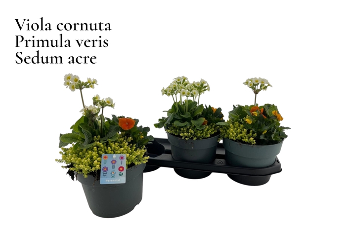 <h4>VASTE PL GEM IN POT</h4>