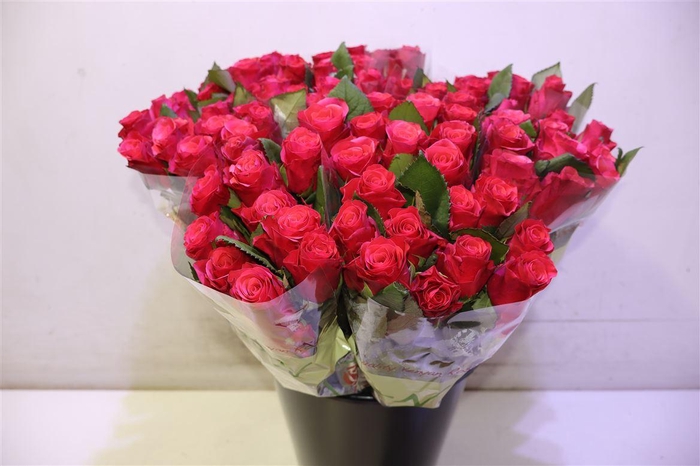 <h4>R Gr Tacazzi+ X10</h4>