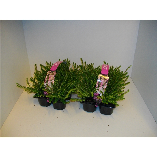 <h4>Erica darleyensis mixlaag 6 pack</h4>