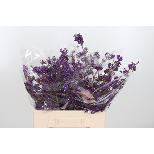 Callicarpa Bod Profu